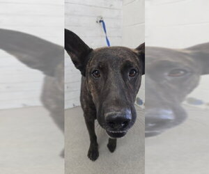 Mutt Dogs for adoption in San Bernardino, CA, USA