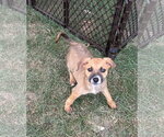 Small #1 Mutt