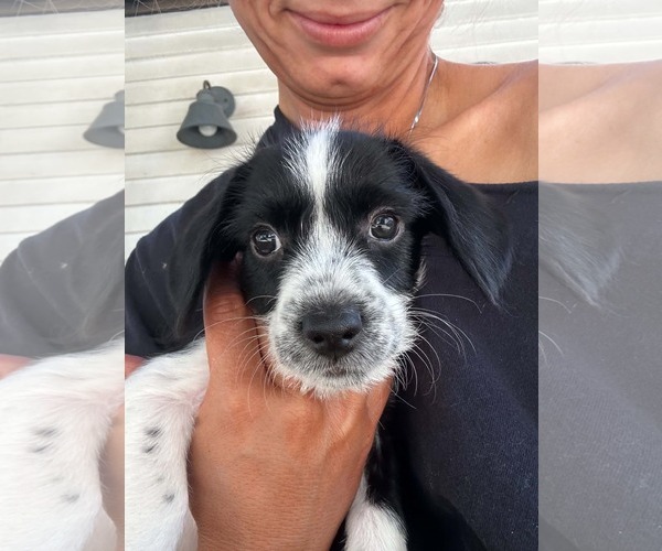 Medium Photo #2 Dachshund-Unknown Mix Puppy For Sale in Sandy, UT, USA