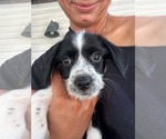 Small Photo #2 Dachshund-Unknown Mix Puppy For Sale in Sandy, UT, USA