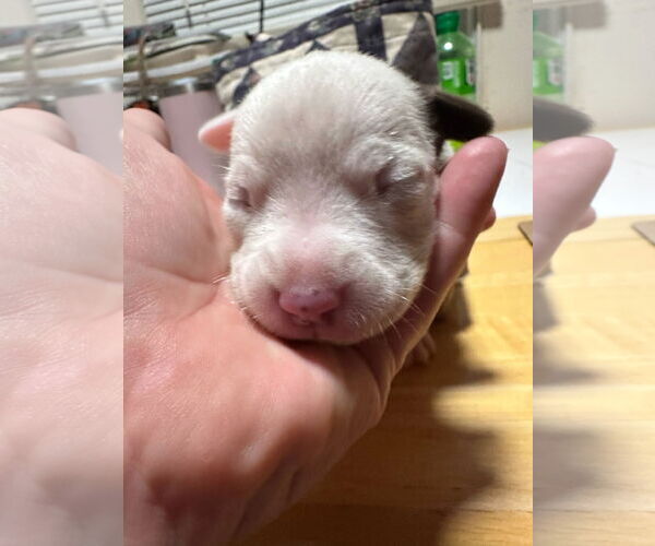 Medium Photo #2 American Pit Bull Terrier-Unknown Mix Puppy For Sale in Berlin, MD, USA