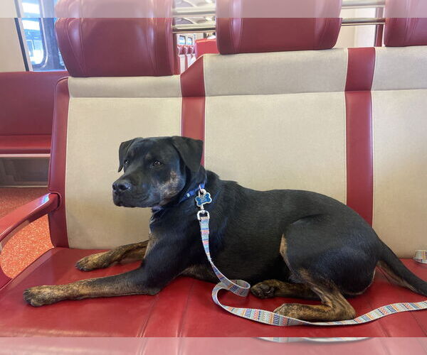 Medium Photo #2 English Bullweiler Puppy For Sale in Miami, FL, USA