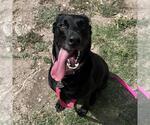 Small Labrador Retriever Mix