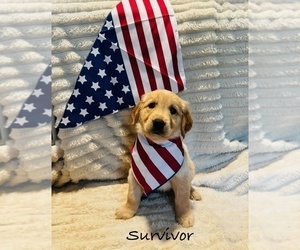 Medium Golden Retriever