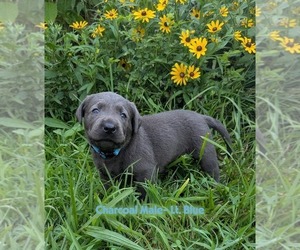 Labrador Retriever Puppy for sale in PALMYRA, VA, USA