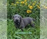 Image preview for Ad Listing. Nickname: Light Blue