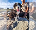 Small #5 Australian Shepherd