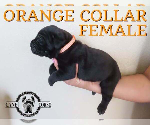 Medium Photo #5 Cane Corso Puppy For Sale in APPLE VALLEY, CA, USA