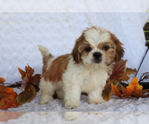 Shih Tzu Puppy for sale in SHILOH, OH, USA