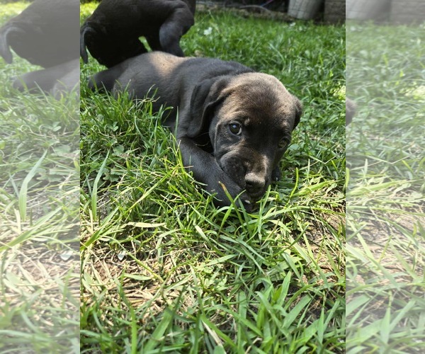 Medium Photo #3 Mutt Puppy For Sale in Minneapolis, MN, USA