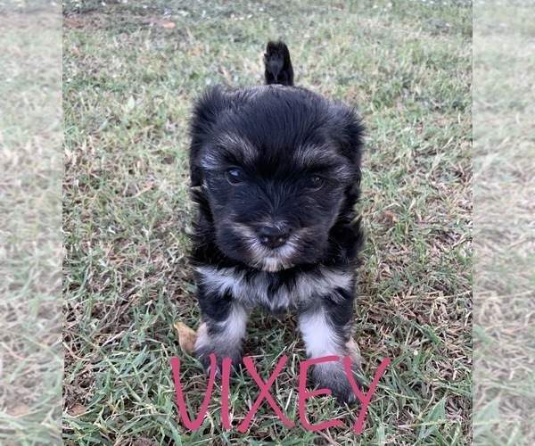 Medium Photo #8 Havanese Puppy For Sale in DODD CITY, TX, USA