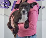 Small #2 American Staffordshire Terrier Mix