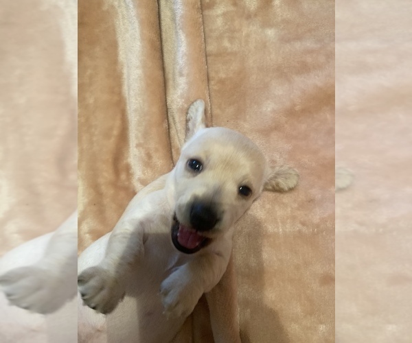 Medium Photo #1 Dachshund Puppy For Sale in DENHAM SPRINGS, LA, USA