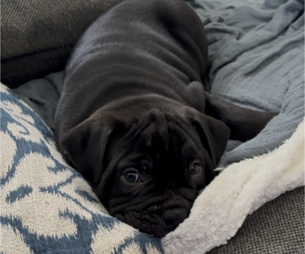 Medium Photo #2 Bulldog Puppy For Sale in OXNARD, CA, USA