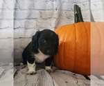 Small Photo #1 Dachshund Puppy For Sale in MEDFORD, OR, USA