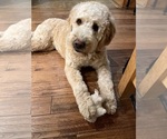 Small Photo #1 English Cream Golden Retriever-Goldendoodle Mix Puppy For Sale in MOORCROFT, WY, USA