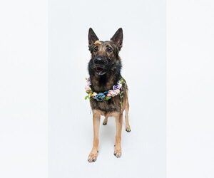 Mila - Female German Shepherd Dog Dog for Adoption - Photo #6