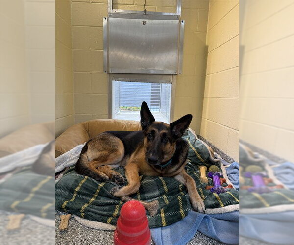 Medium Photo #1 German Shepherd Dog Puppy For Sale in Brewster, MA, USA