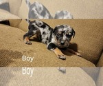 Small Photo #9 Catahoula Leopard Dog-Rottweiler Mix Puppy For Sale in BRADFORD, NY, USA
