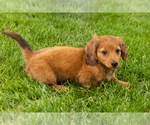 Small #8 Dachshund