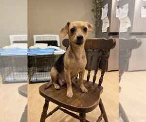 Chiweenie Dogs for adoption in Vail, AZ, USA