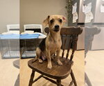 Petals - Female Chiweenie Dog for Adoption - Small photo