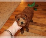 Small #8 Cavapoo (Miniature)