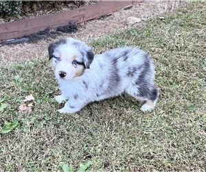 Australian Shepherd Puppy for sale in BETHLEHEM, GA, USA