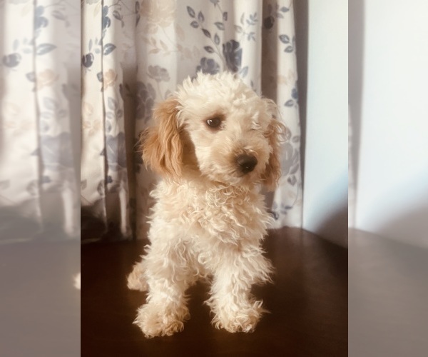 Medium Photo #7 Poodle (Miniature) Puppy For Sale in DURHAM, CT, USA