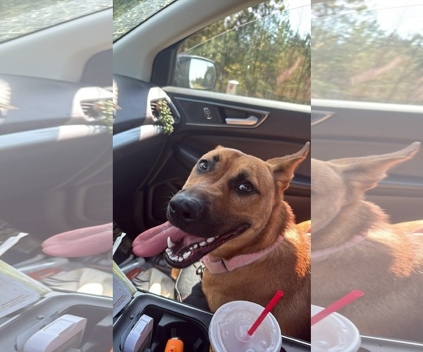 Medium Photo #3 German Shepherd Dog-Unknown Mix Puppy For Sale in Holly Springs, NC, USA