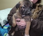 Puppy Yellow Belgian Malinois