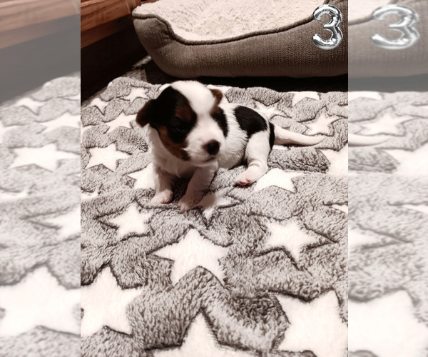 Medium Photo #10 Biewer Yorkie Puppy For Sale in GRANBURY, TX, USA