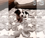 Small Photo #10 Biewer Yorkie Puppy For Sale in GRANBURY, TX, USA
