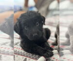Small #1 Labrador Retriever Mix