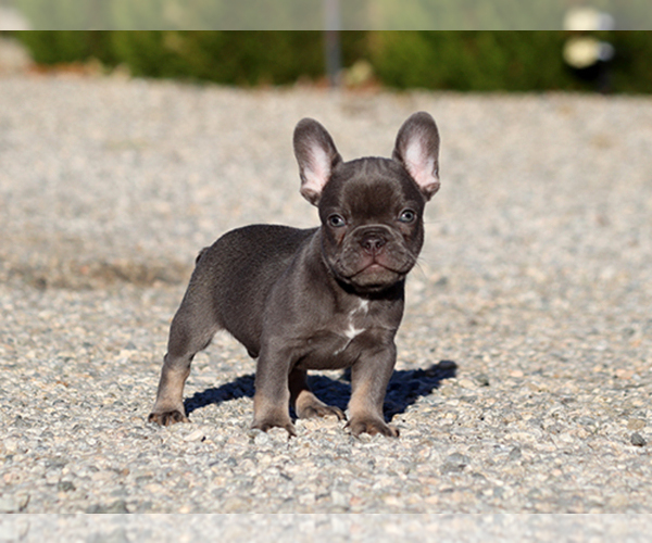 Medium Photo #9 French Bulldog Puppy For Sale in LITTLEROCK, CA, USA