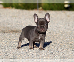 Felix - Male French Bulldog Puppy for Sale - Photo #9