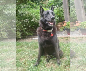 German Shepherd Dog Dogs for adoption in Centreville, VA, USA