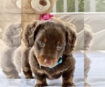 Small Photo #7 Dachshund Puppy For Sale in ZEBULON, NC, USA