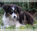 Small #2 Miniature Australian Shepherd