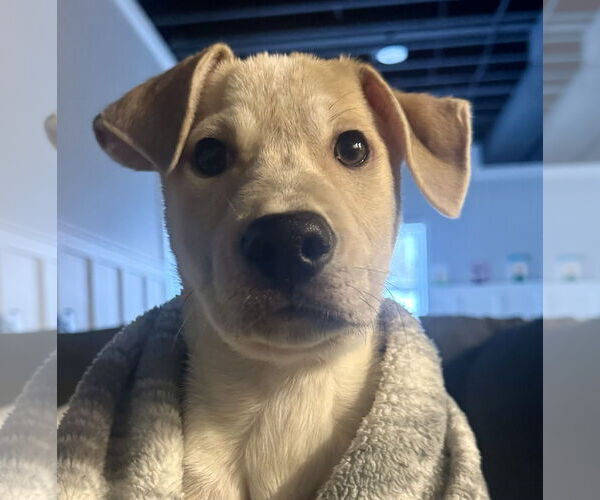 Medium Photo #2  Puppy For Sale in , 