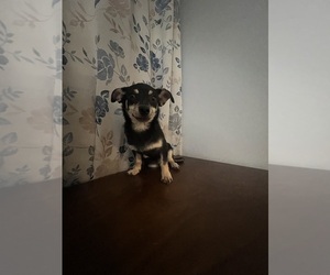 Chihuahua Puppy for sale in DURHAM, CT, USA