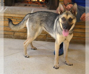German Shepherd Dog Dogs for adoption in Germanton, TN, USA
