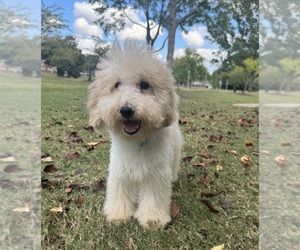 Poodle (Standard) Puppy for sale in OLIVE BRANCH, MS, USA