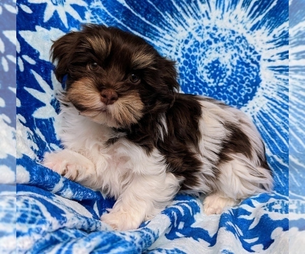 Medium Photo #7 Havanese Puppy For Sale in POST FALLS, ID, USA
