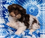 Small #6 Havanese