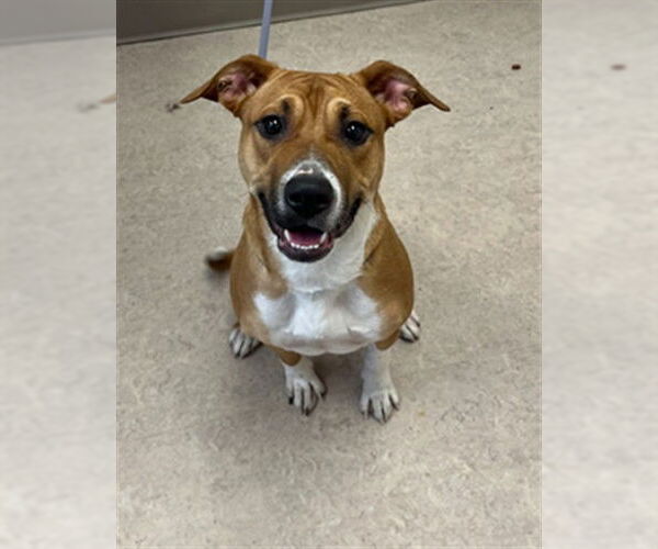 Medium Photo #1 Mutt Puppy For Sale in Saginaw, MI, USA