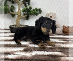 Small #1 Dachshund