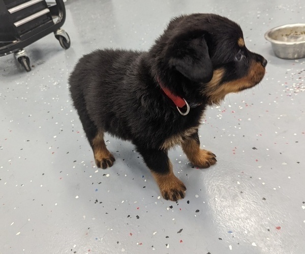 Medium Photo #1 Rottweiler Puppy For Sale in BILLINGS, MT, USA