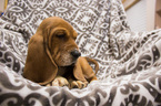 Small Photo #4 Basset Hound Puppy For Sale in PETERSBURG, IN, USA