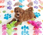 George - Male Cavapoo (Miniature)-Poodle (Toy) Mix Puppy for Sale - Photo #8